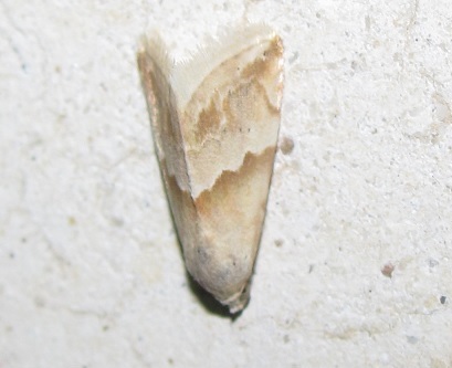 Eublemma parva, Erebidae